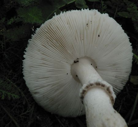 Leucoagaricus macrorrhizus